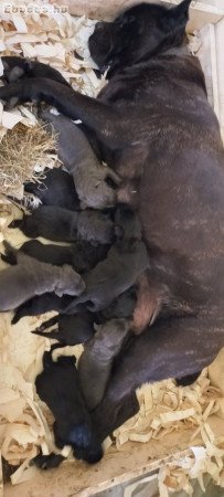 Cane corso fajta jellegű kiskutyák