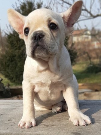 francia bulldog