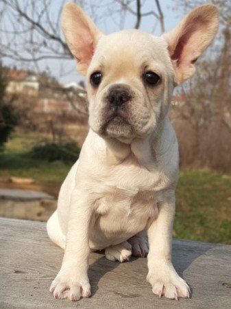 francia bulldog