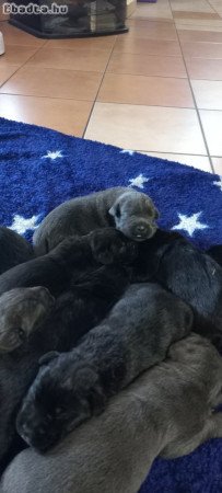 Cane corso fajta jellegű kiskutyák