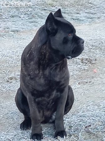 Cane corso fajta jellegű kiskutyák