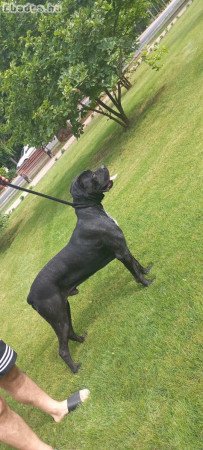 Cane corso fajta jellegű kiskutyák