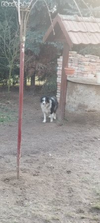 Border Collie nőstény