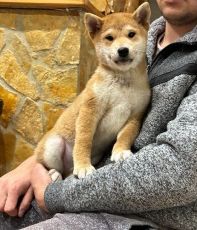 Shiba inu