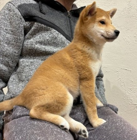 Shiba inu