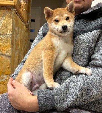 Shiba inu