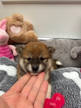 Shiba inu