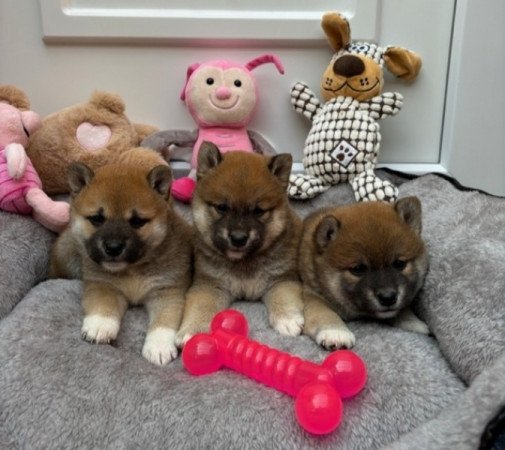 Shiba inu