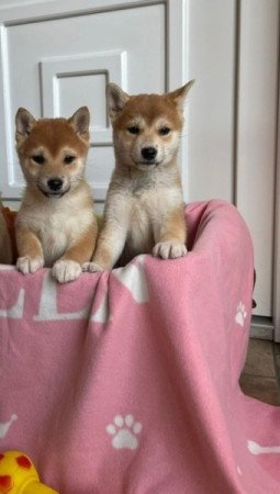 Shiba inu