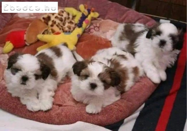 kölyökkutya Gyönyörű fajtatiszta Shih Tzu kölykök