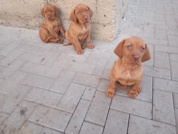 Magyar vizsla