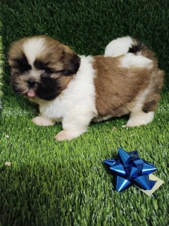 Shih tzu