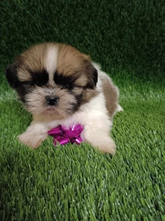 Shih tzu