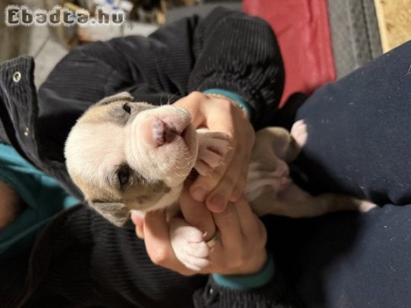 Amerikai Staffordshire terrier kölykök