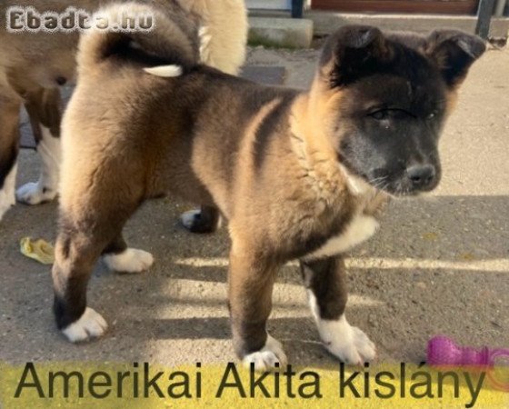 Amerikai Akita kislány