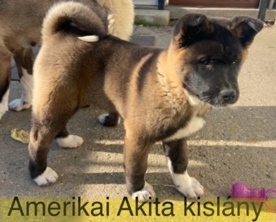 Amerikai Akita