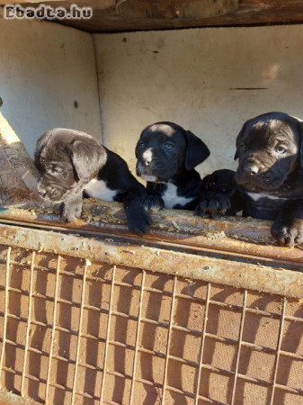 Cane Corso kiskutyák