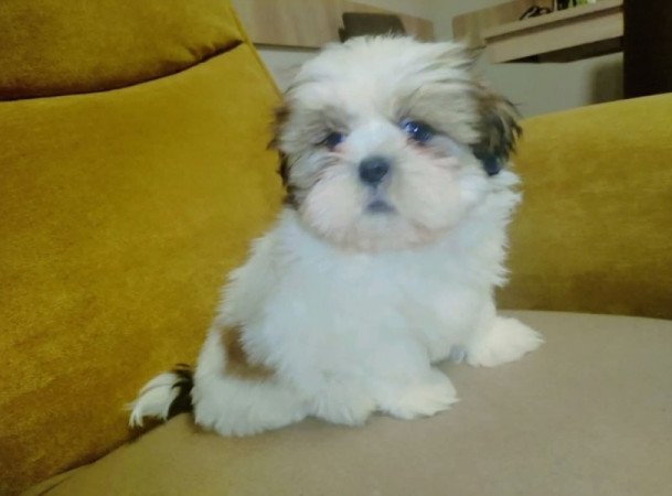 Shi Tzu