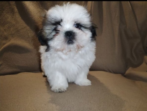 Shi Tzu