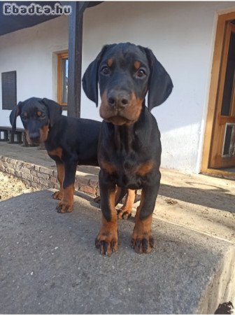 Eladó 10 hetes dobermann