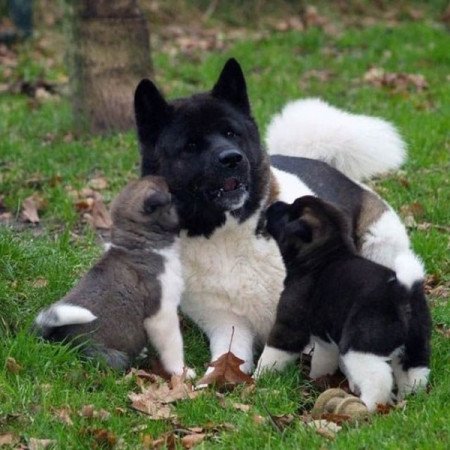 Amerikai Akita Akita