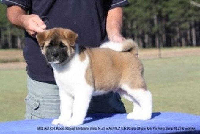 Amerikai Akita Akita