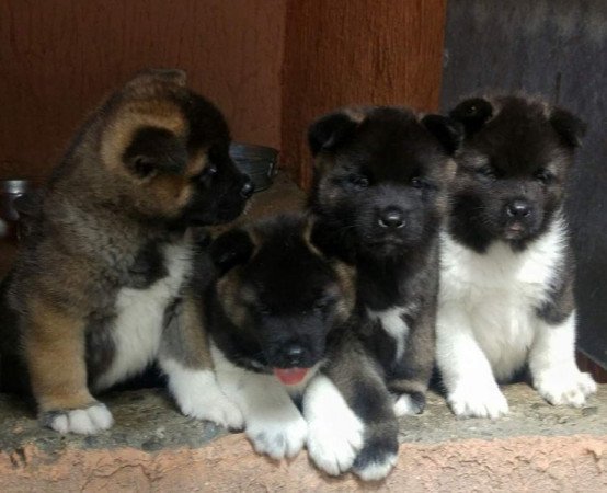 Amerikai Akita Akita