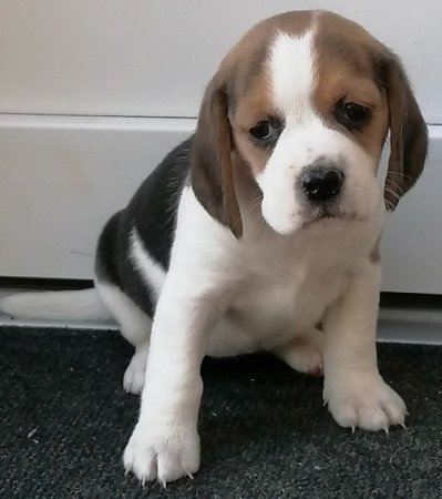 Beagle