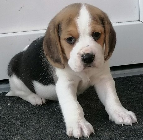 Beagle