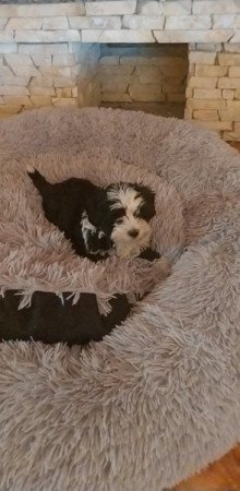 Bichon havanese