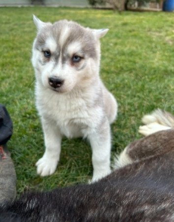 husky