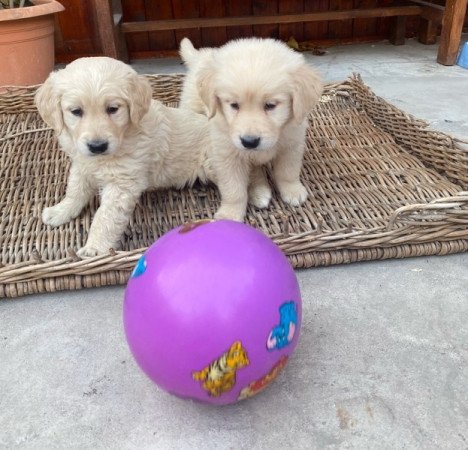 Golden Retriever