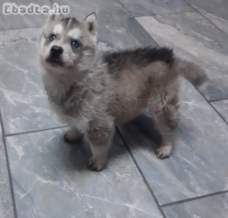 Husky kisfiú