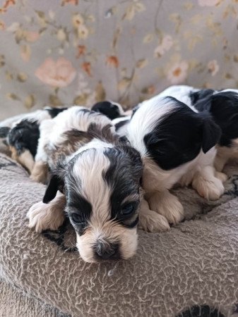 Bischon Havanese