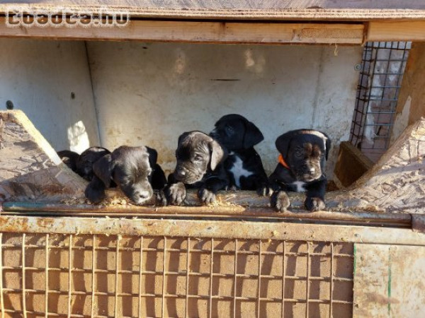 Cane Corso kiskutyák