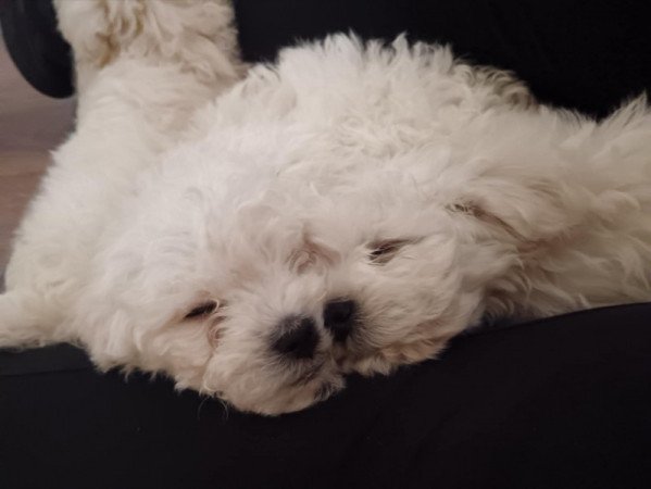 Bichon Bolognesse