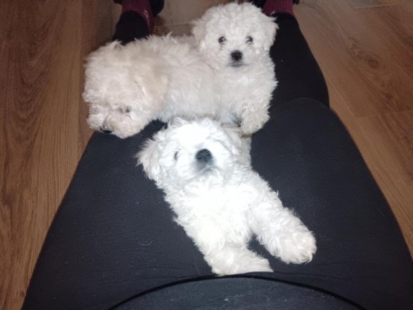 Bichon Bolognesse