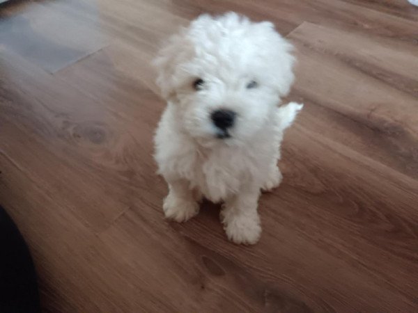 Bichon Bolognesse