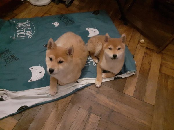 Ingyen elvihető shiba inu budapest