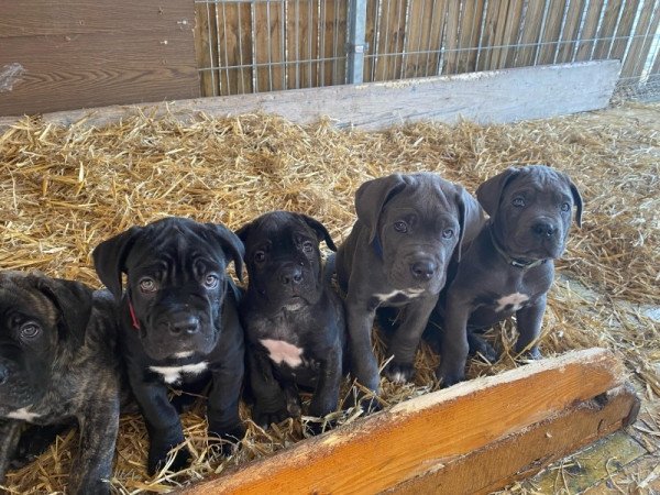 Cane Corso