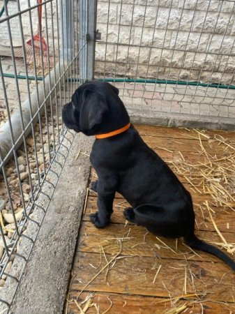 Cane Corso