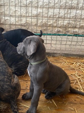 Cane Corso