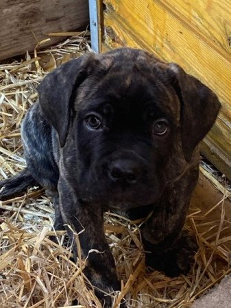 Cane Corso