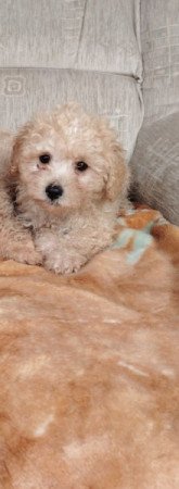 Maltipoo