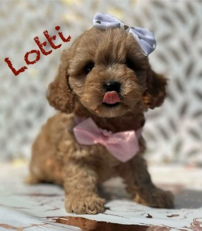 Maltipoo