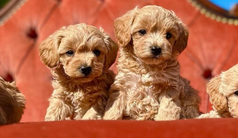 Maltipoo