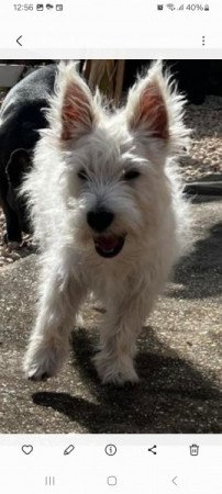 West highland white terrier