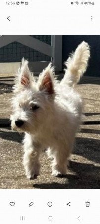 West highland white terrier