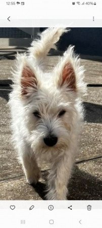 West highland white terrier