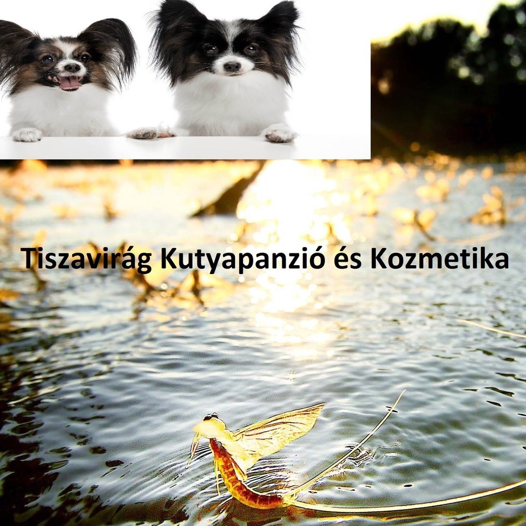 Tiszavirág Kutyapanzió